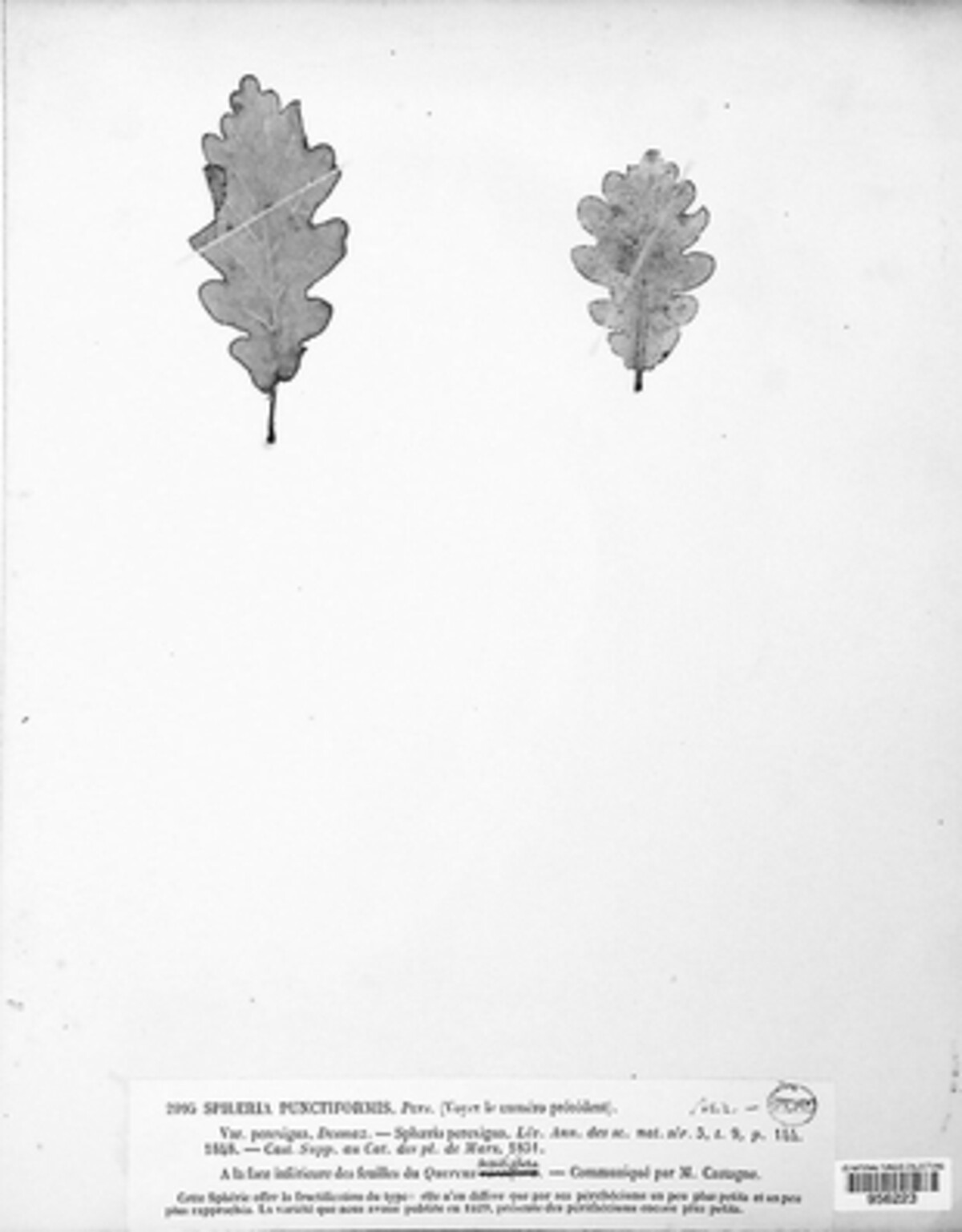 Mycosphaerella punctiformis image